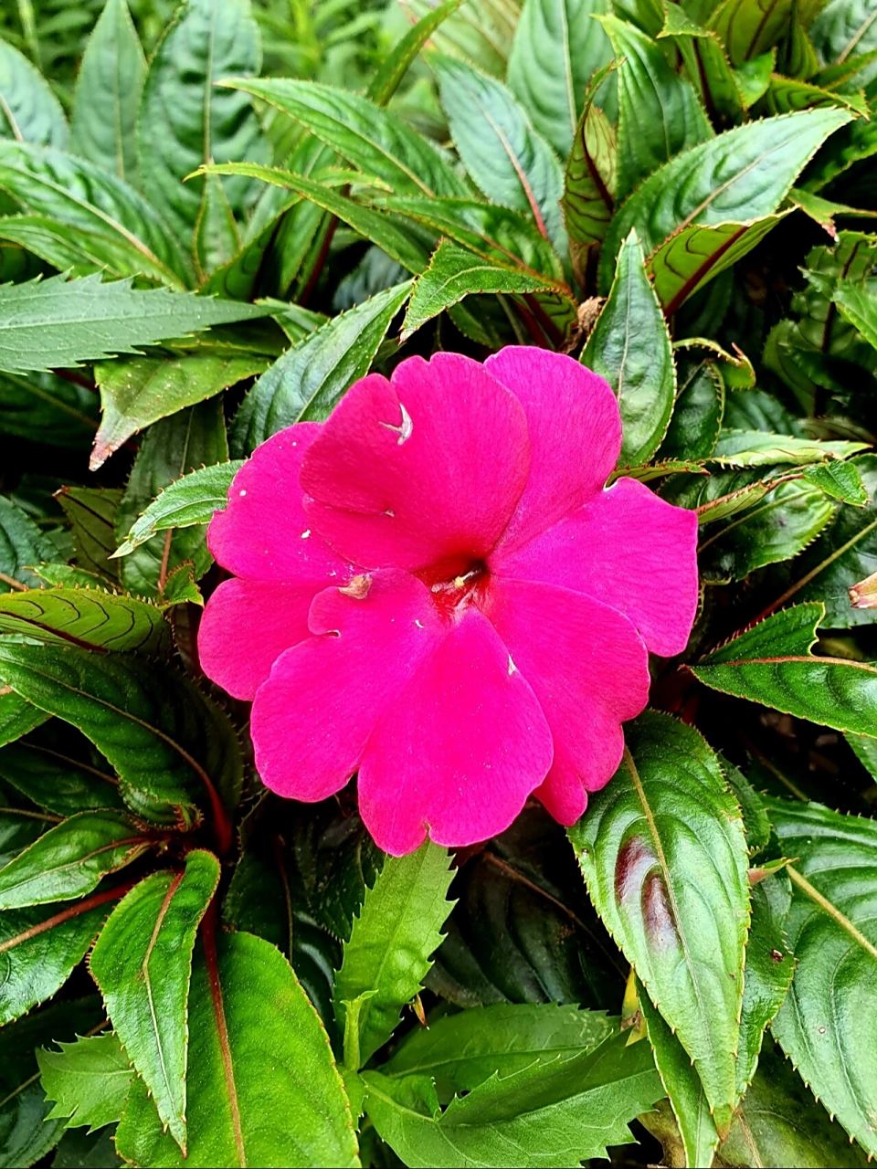 新几内亚凤仙花 94别名五彩凤仙花,绿化带种了很多,颜色鲜艳,花期