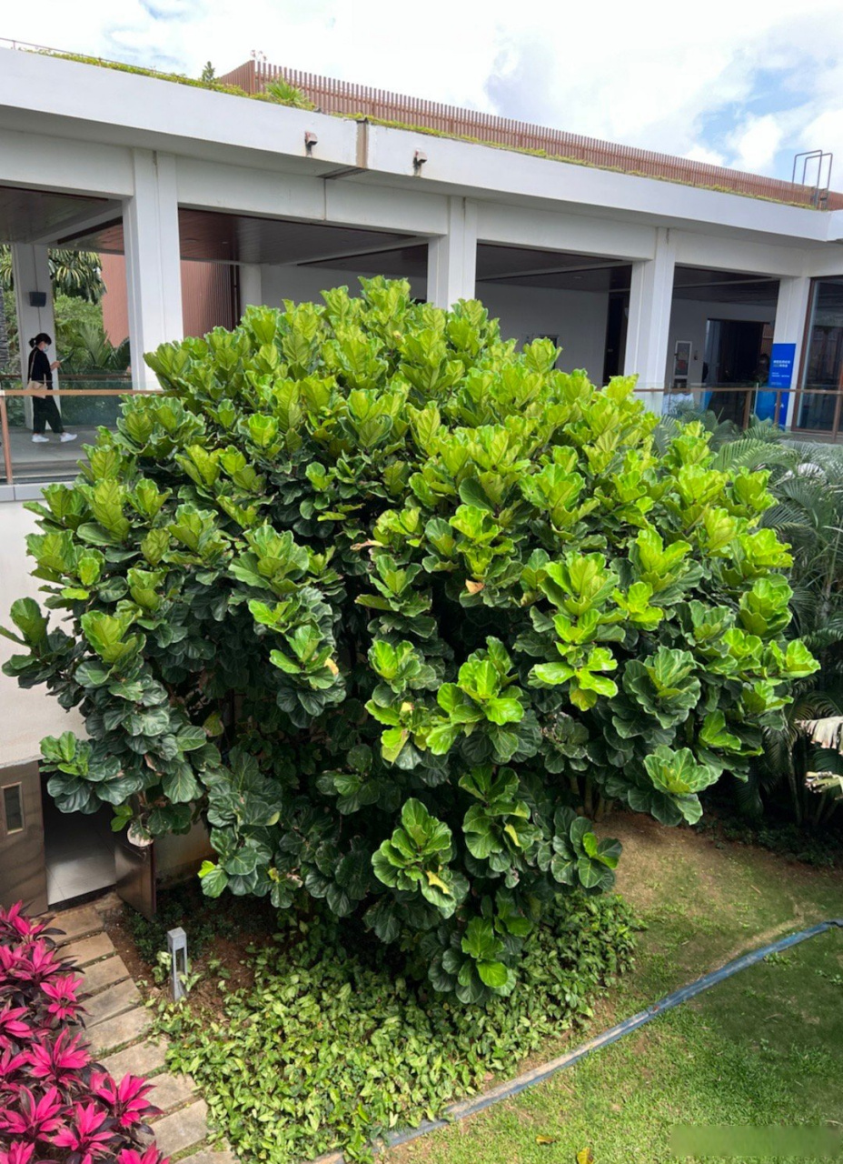 【这是我见过最大的琴叶榕了】在海南见到了巨大琴叶榕,这长得也太好