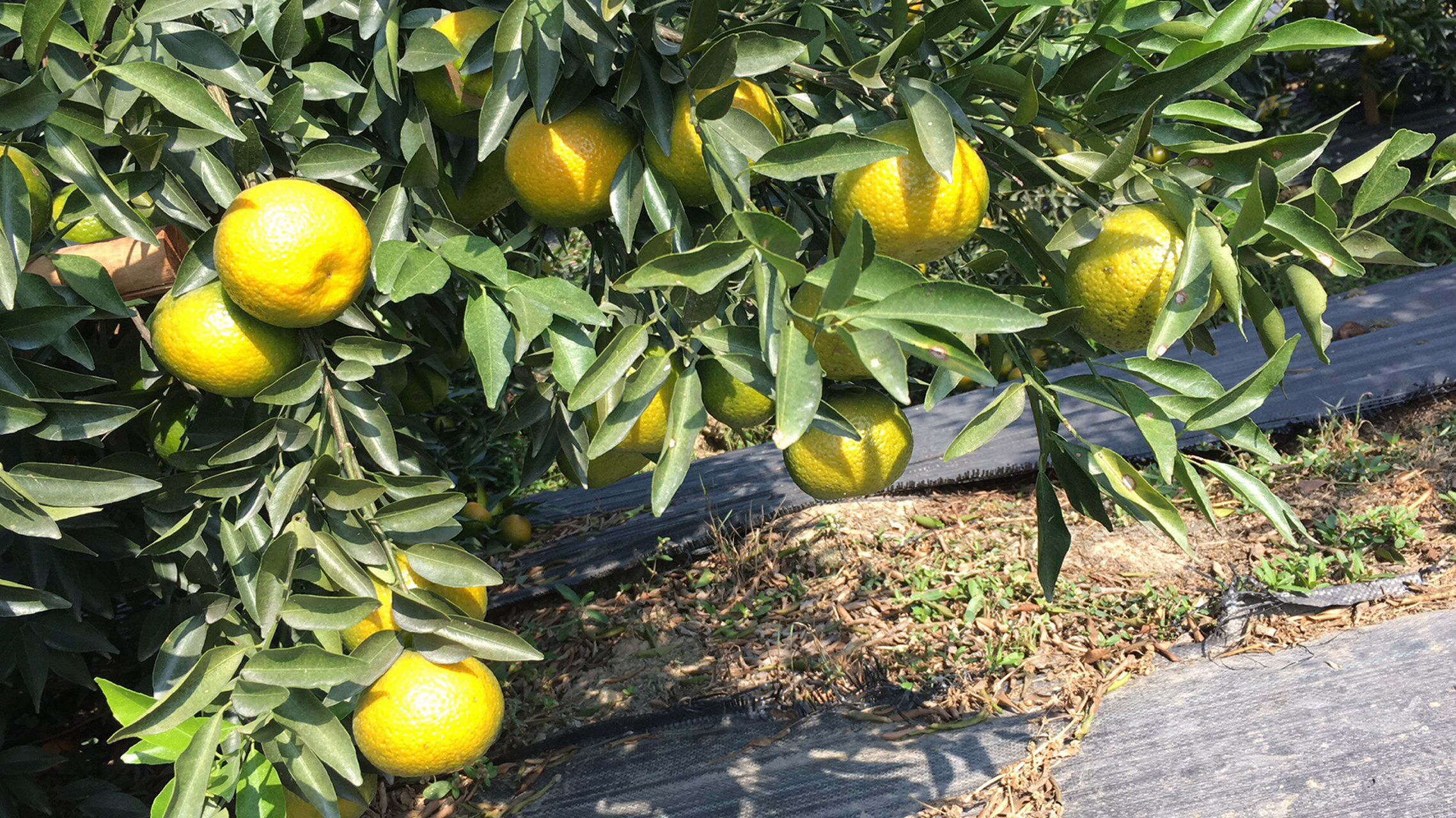 带你了解全身是宝的新会茶枝柑 柑果除了外皮是个宝之外,里面的果肉