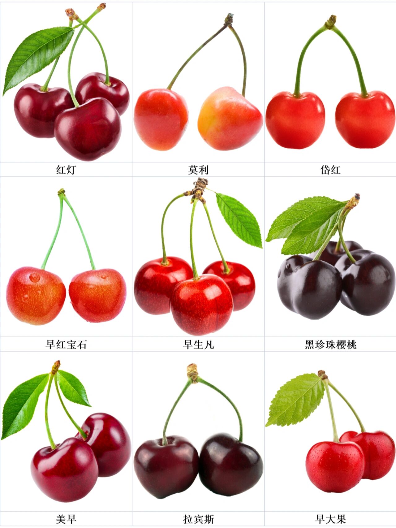 常见樱桃品种介绍,你以为樱桃只有一种?
