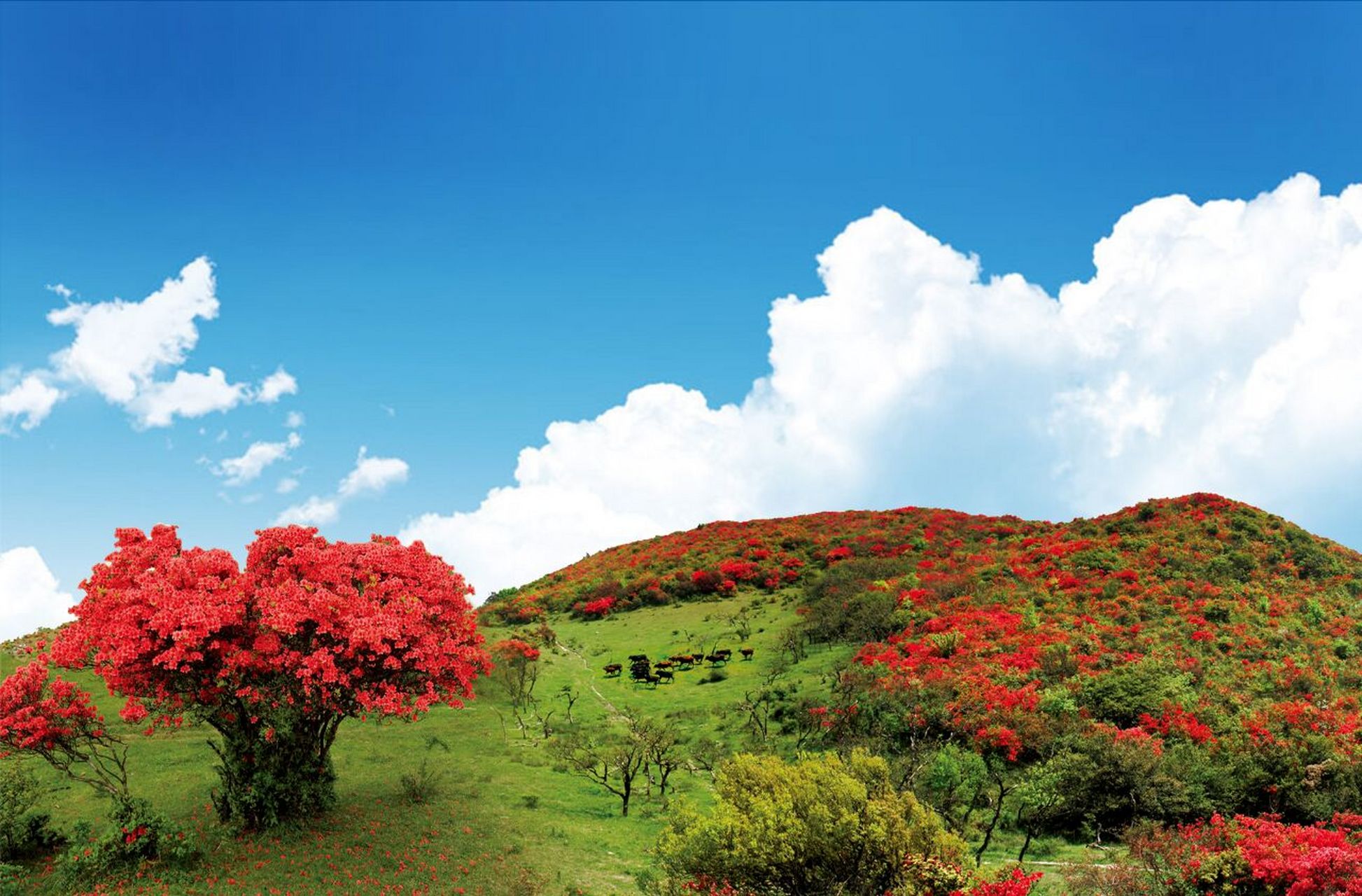 八卦脑景区海拔最高1314米(杜鹃花海区),杜鹃花海自然风光秀美奇特