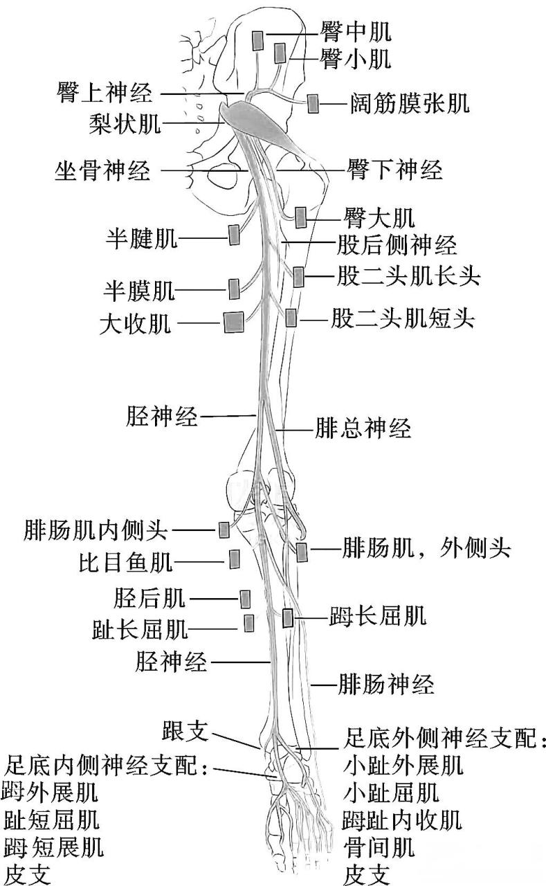 腓肠肌神经图片