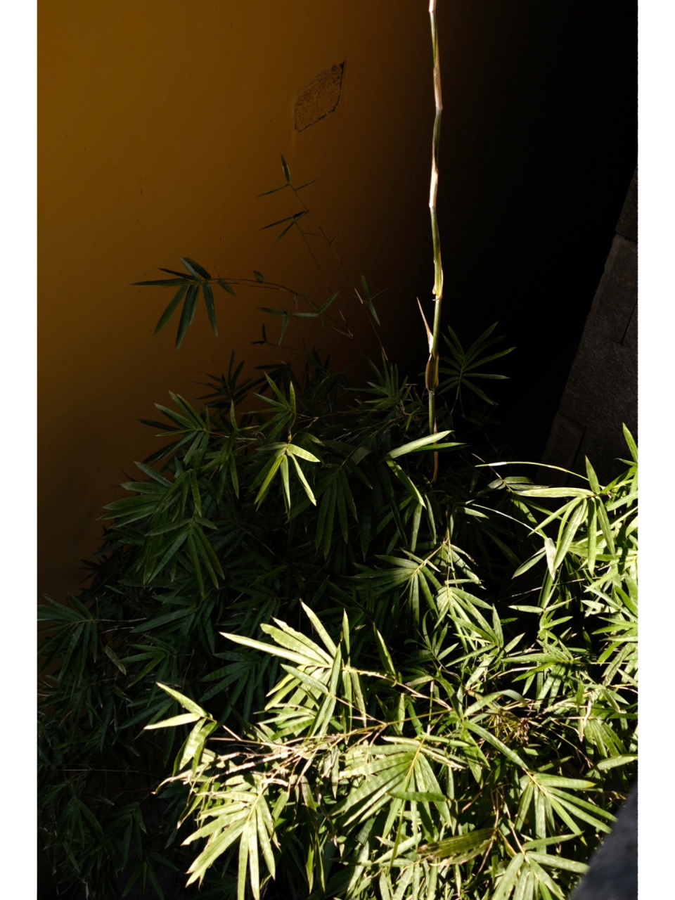 混合草过敏体质,外出接触自然=进行脱敏治疗 提离职后的第一个休息日