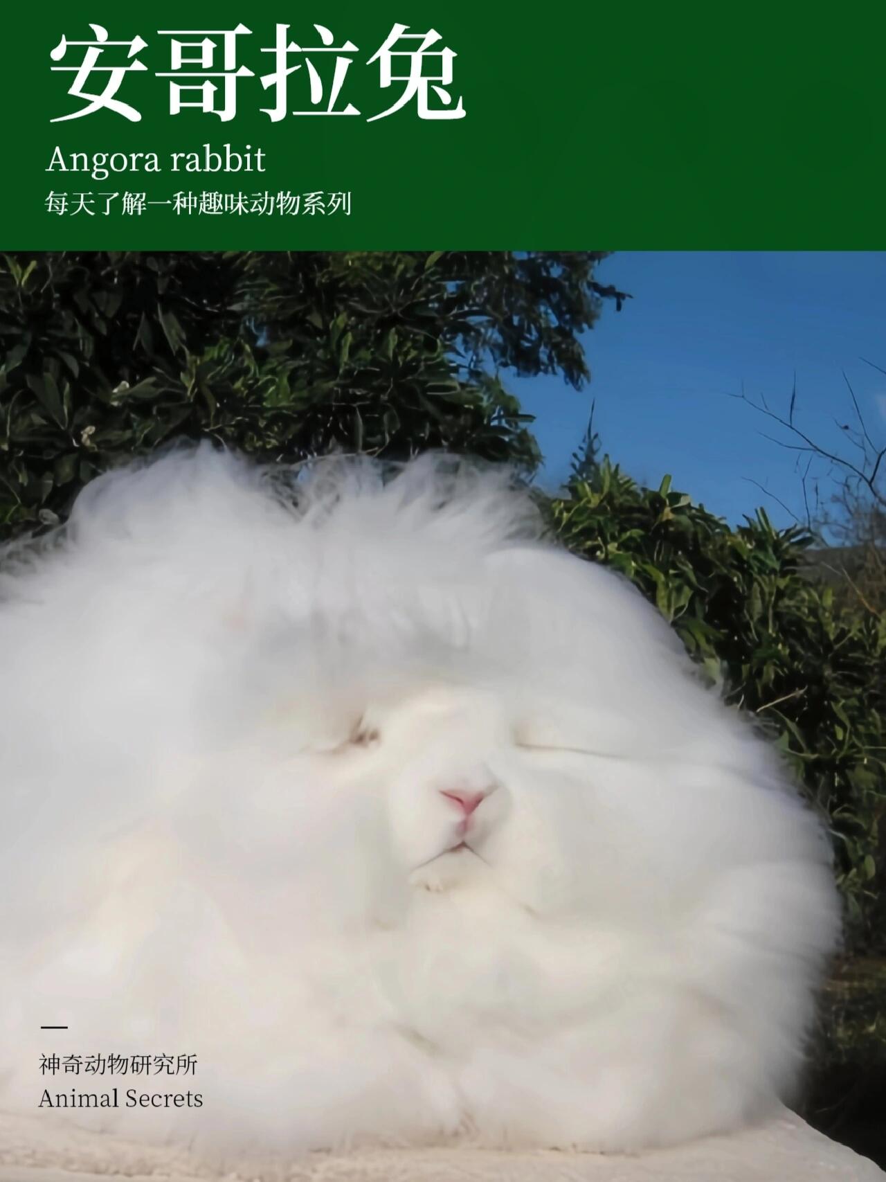 每天了解一种趣味动物98安哥拉兔