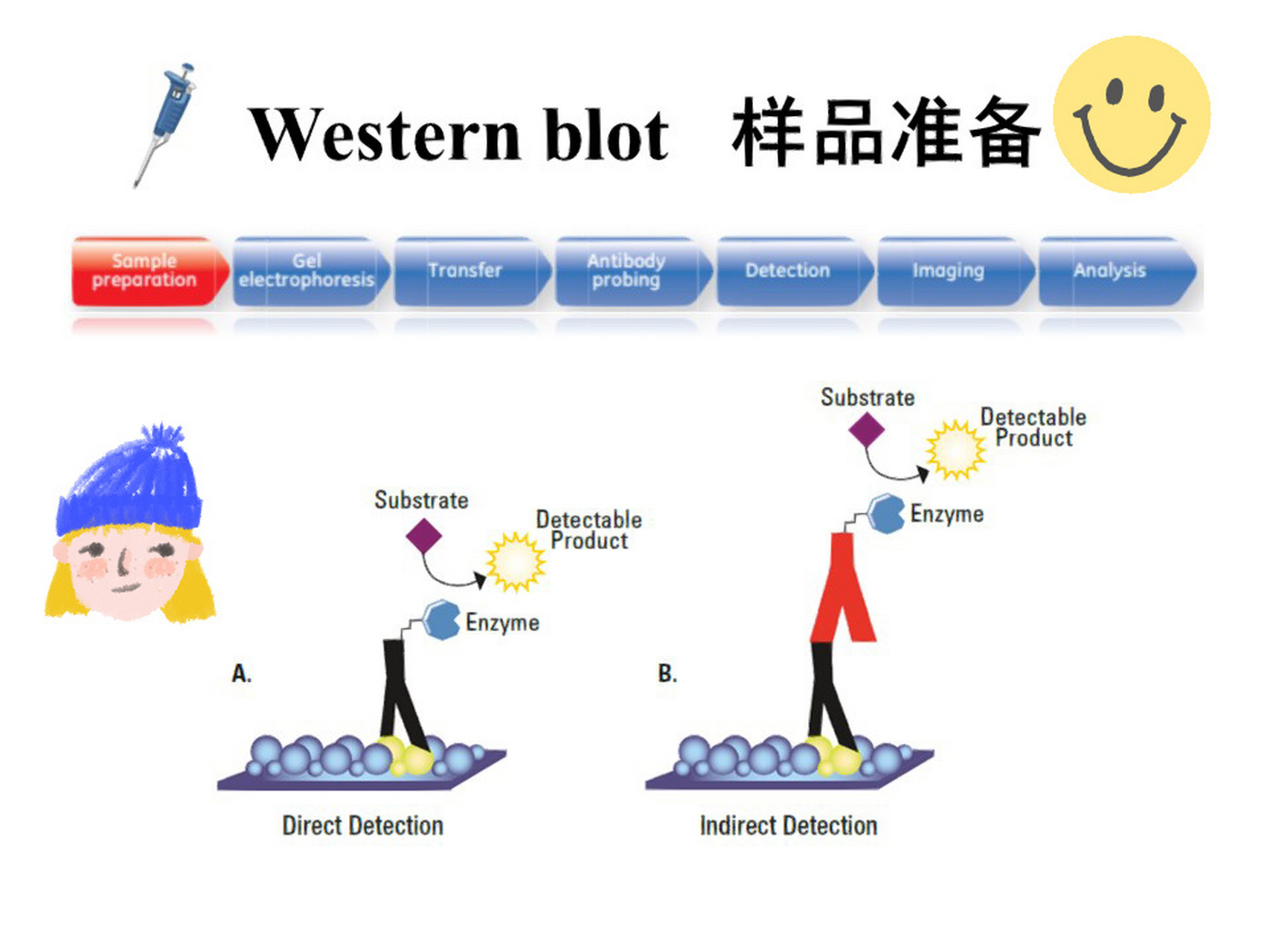 western blot流程图片