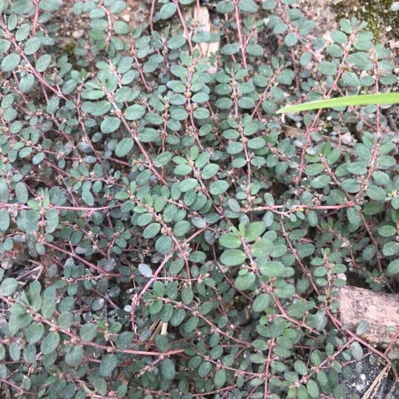 小飞扬功效作用 小飞扬草的作用是清热解毒,利湿消肿,很多像腹泻,腹胀