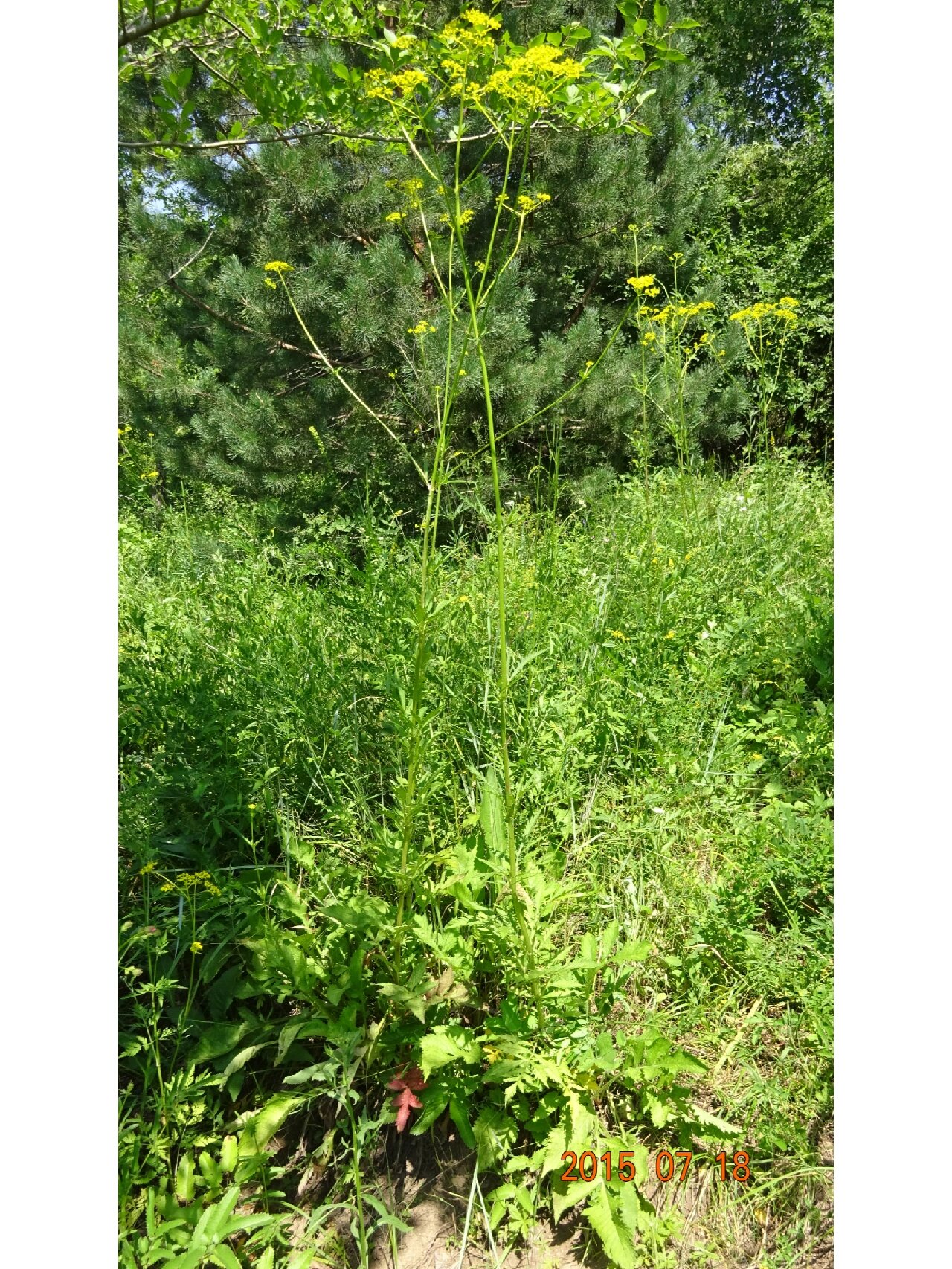 黄花败酱,败酱科败酱属多年生草本植物