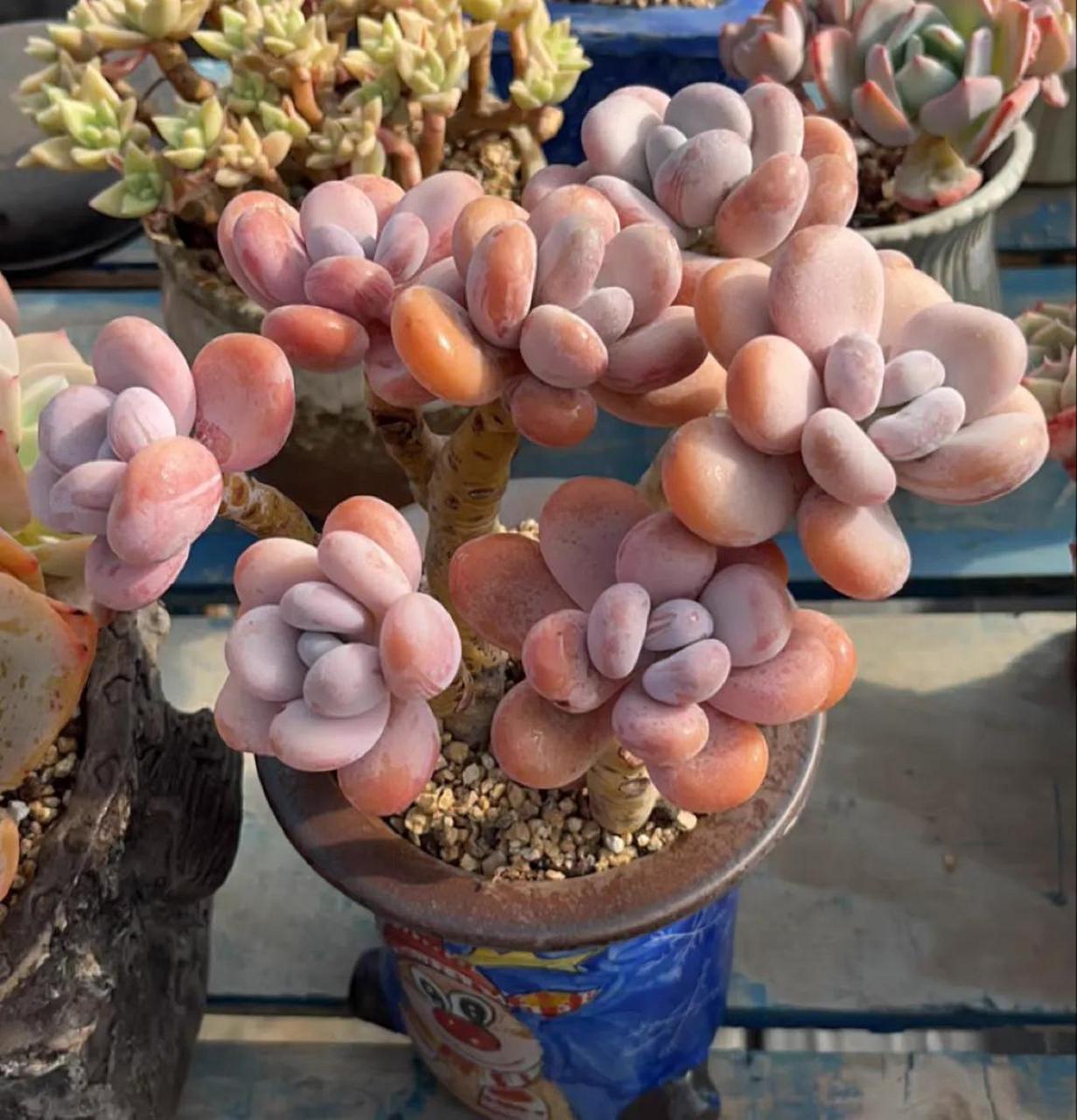 多肉分享 肥肥的橙雪球