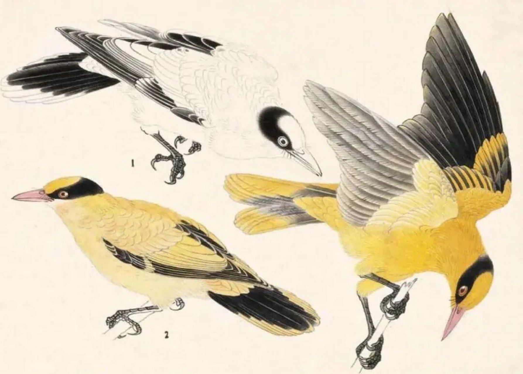 工笔禽鸟设色技法(三) 麻雀的画法: 生活中最常见的麻雀是栗褐色禽鸟