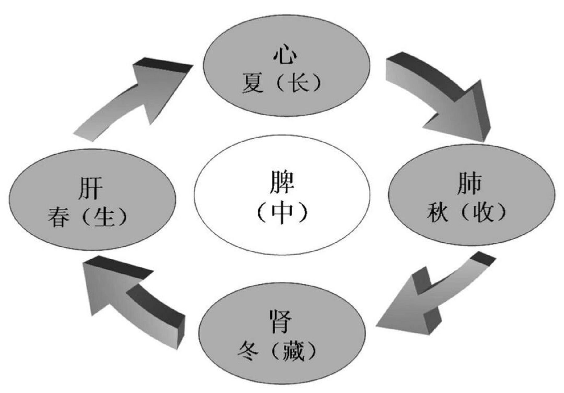 中医|五脏与四季的对应关系示意图
