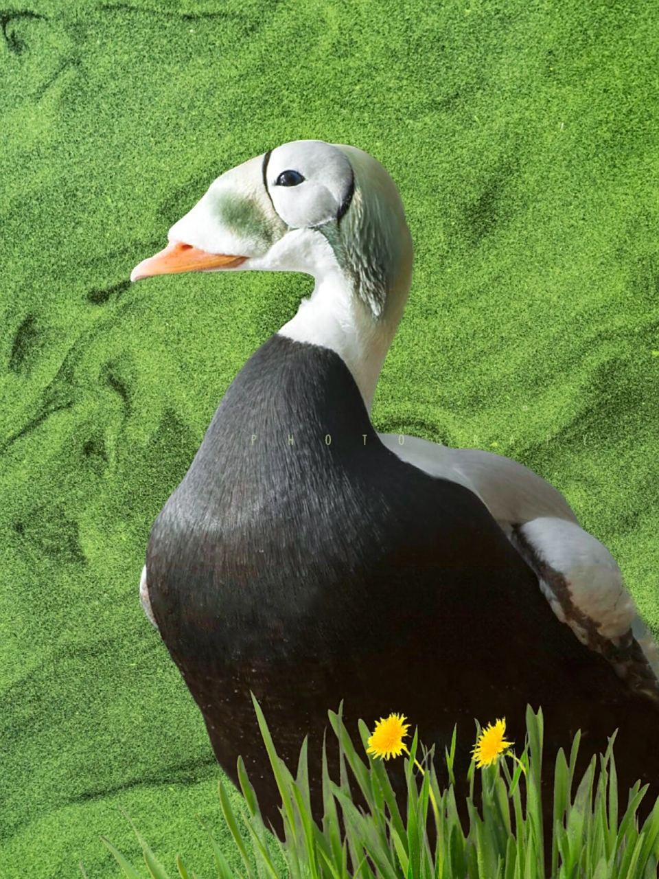 各种绒鸭的区别在于它们喙的长短和色彩不一样.