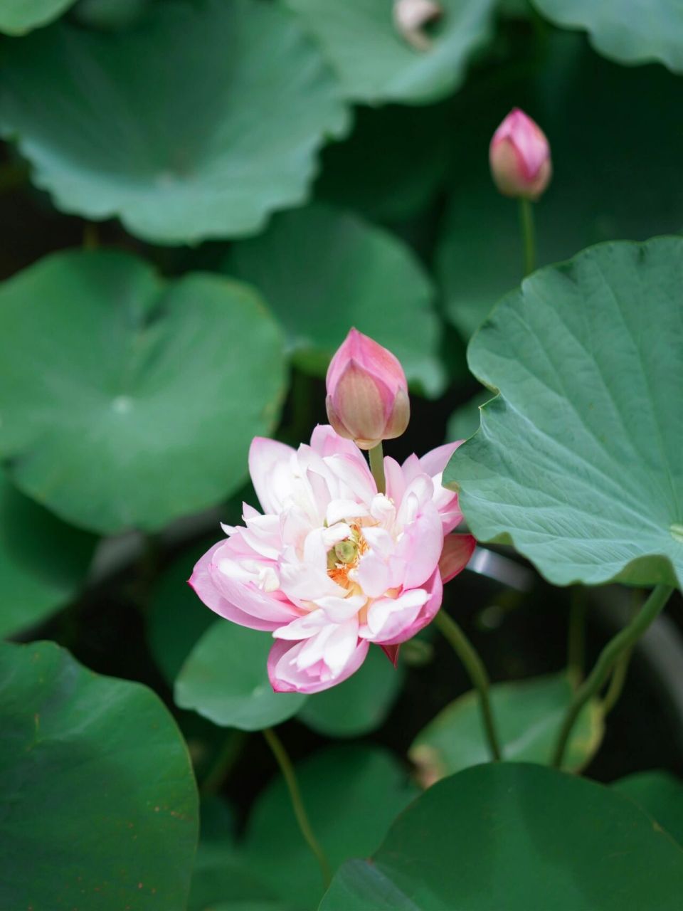 上海|暑假去哪玩9215去嘉北郊野公园看荷花 暑假到啦!