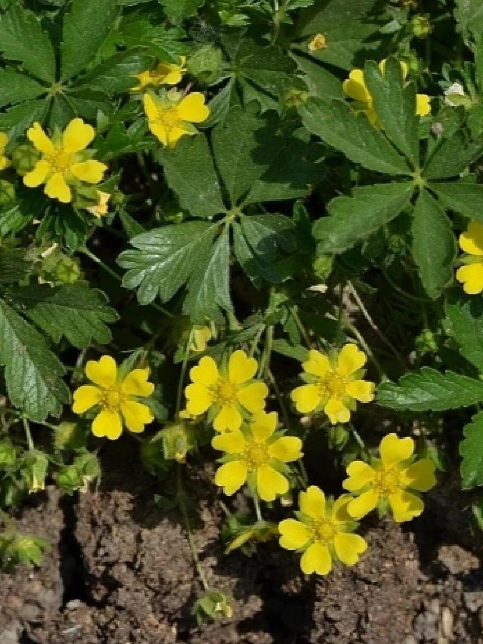 二五四 蛇含 | 神农本草经·下品·草部 分类地位:蔷薇科 委陵菜属