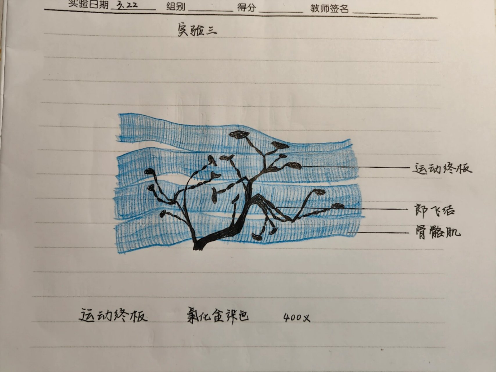 组胚 运动终板 今天画运动终板咯