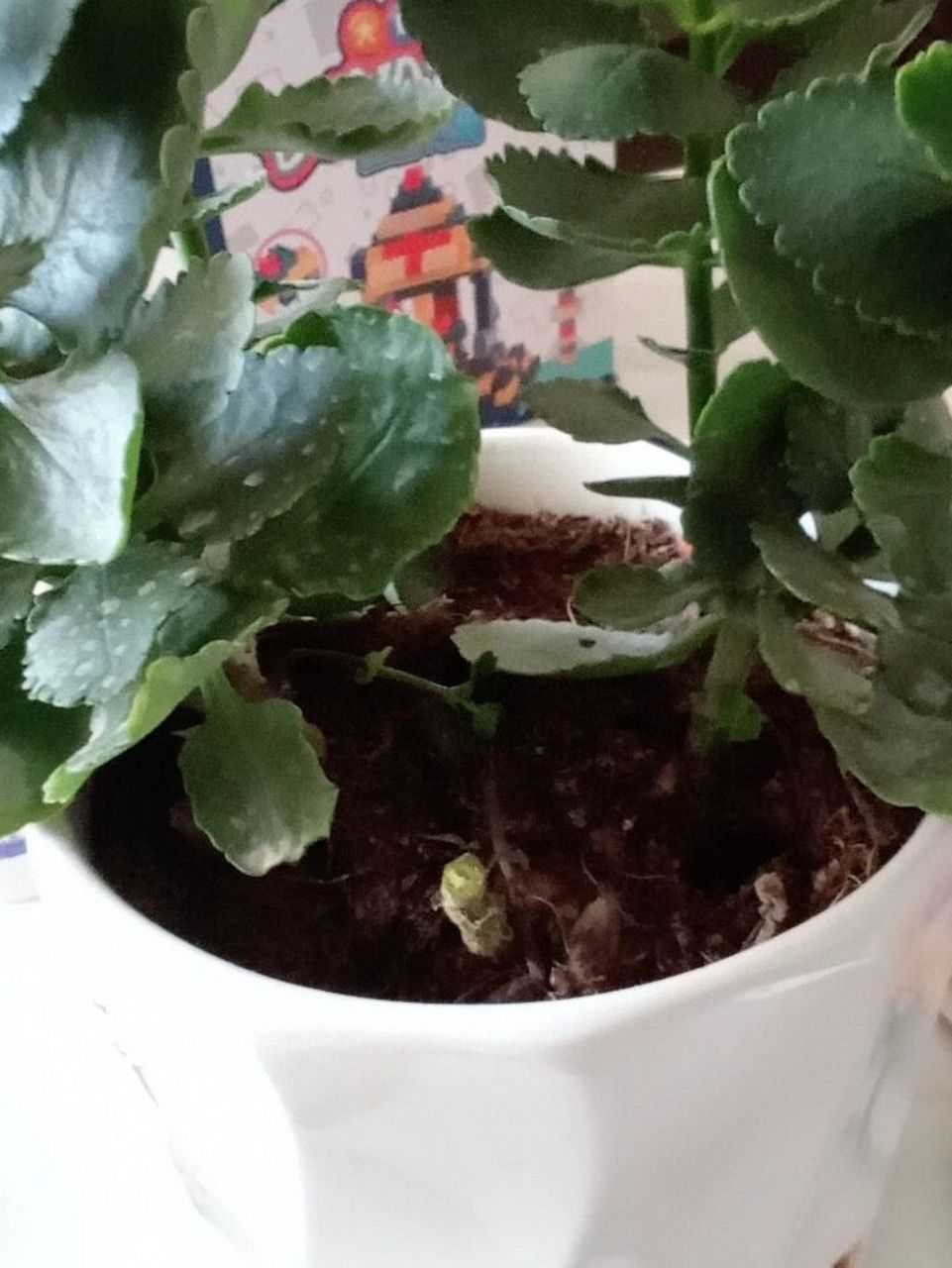 长寿花茎黑腐了,求大神指点 如图,莫名其妙的从中间就黑腐了,没多浇水