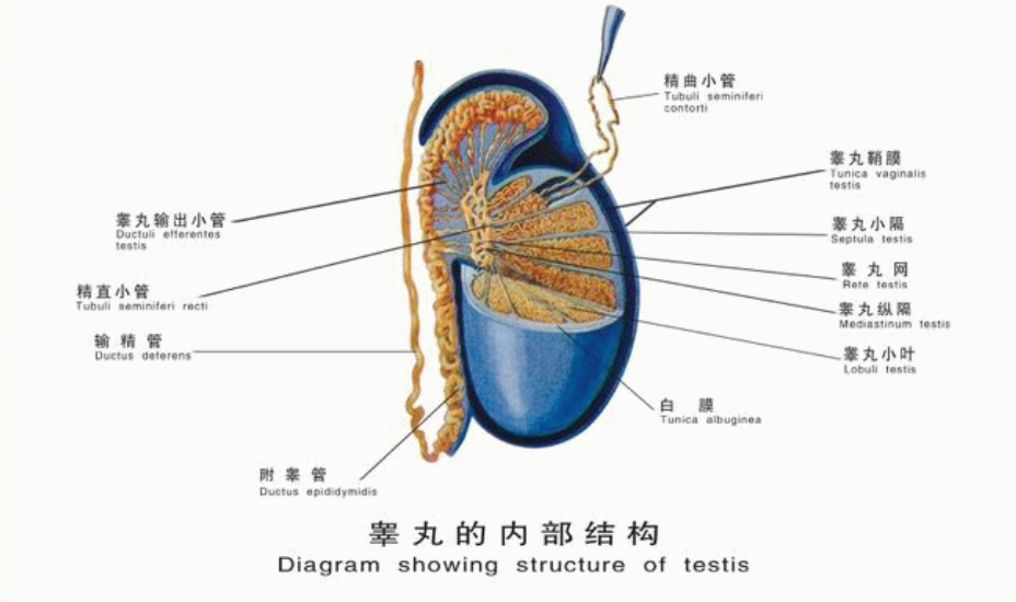 阴囊内部包含睾丸,附睾和精索等重要结构.睾丸负责生成精