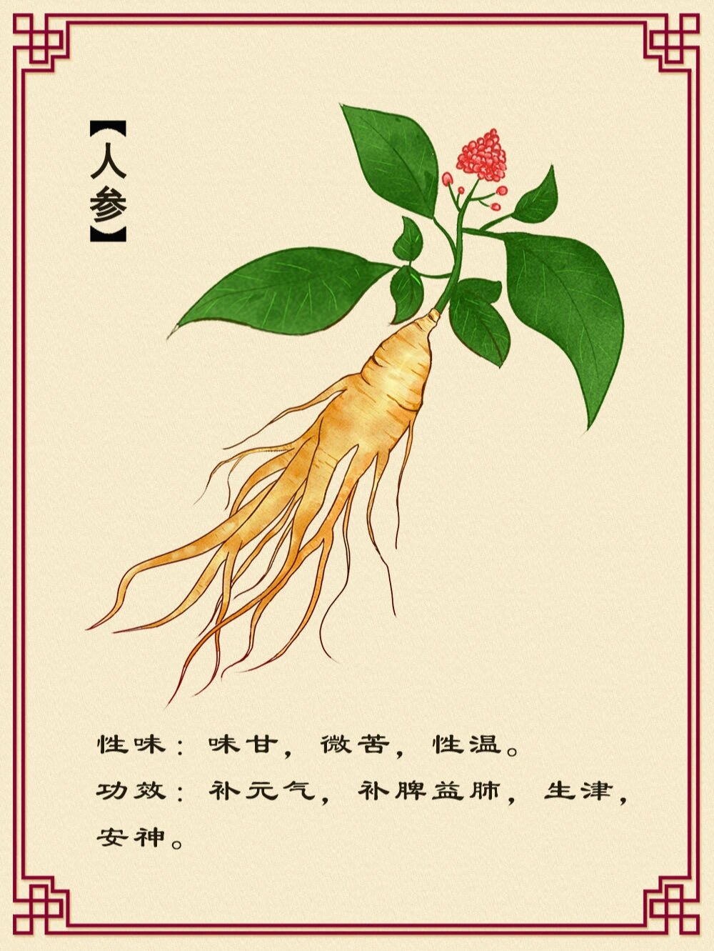 人参 人参被人们称为"百草之王",是闻名遐弥的"东北