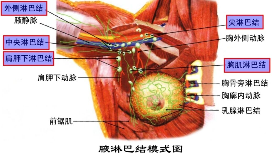 淋巴结解剖结构示意图图片