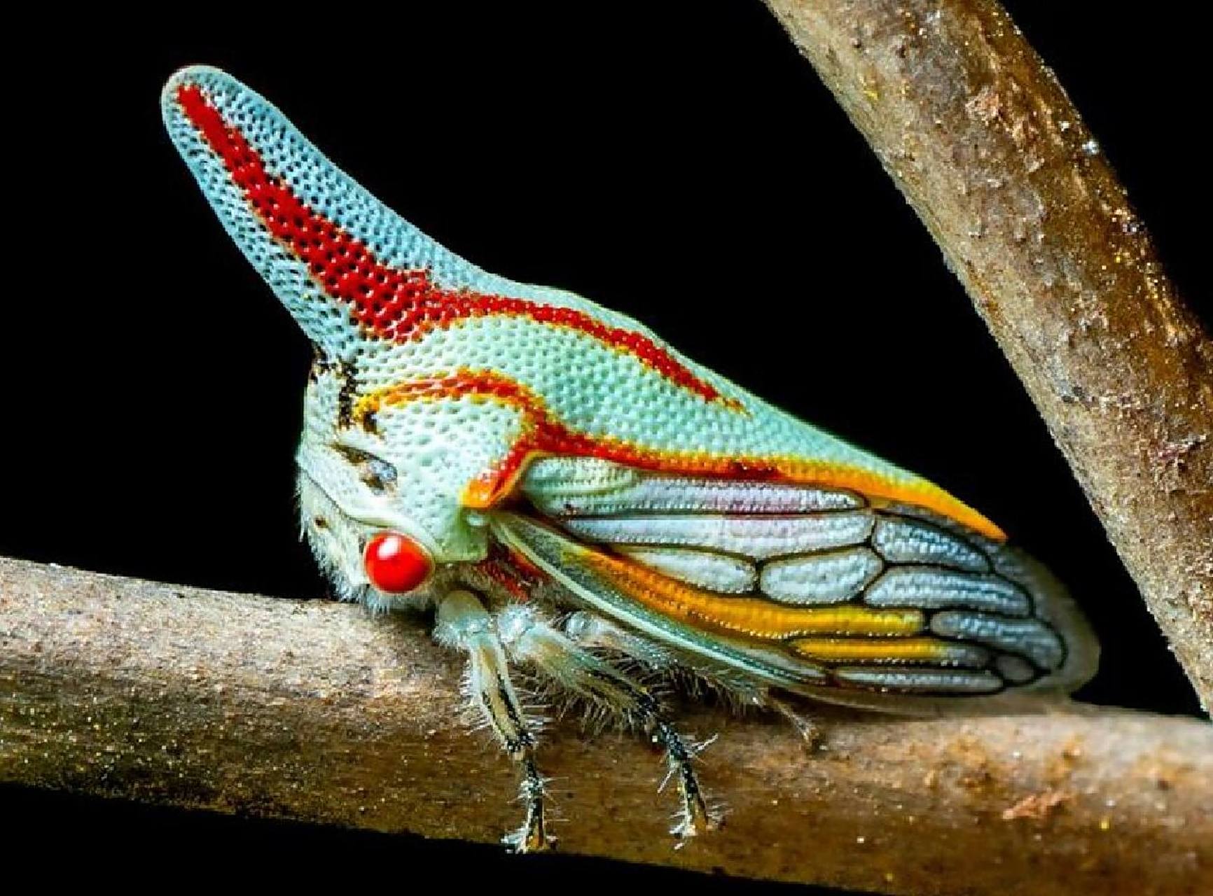 颜面垂直,前胸背板畸形扩展,越过头部向前形成一个棘,并向后盖过腹端.