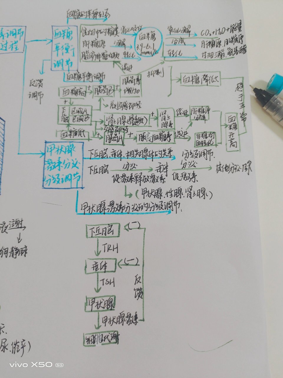 第三章体液调节思维图图片