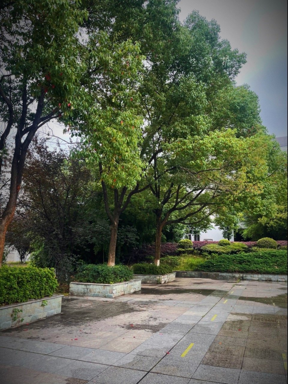 雨中的校园