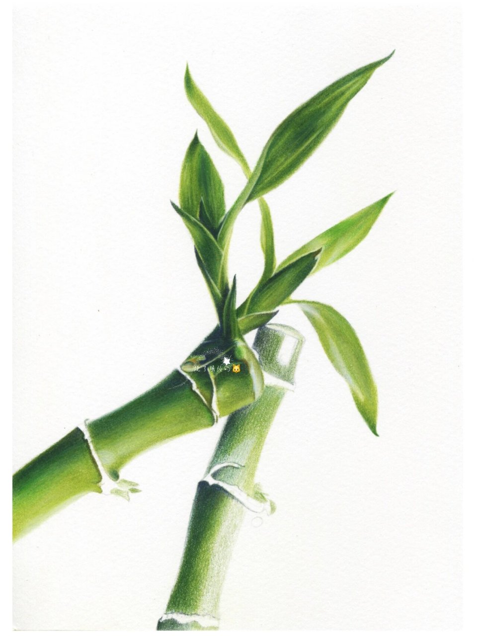 彩铅手绘 竹(内含步骤) 竹树无声或有声,霏霏漠漠散还凝.