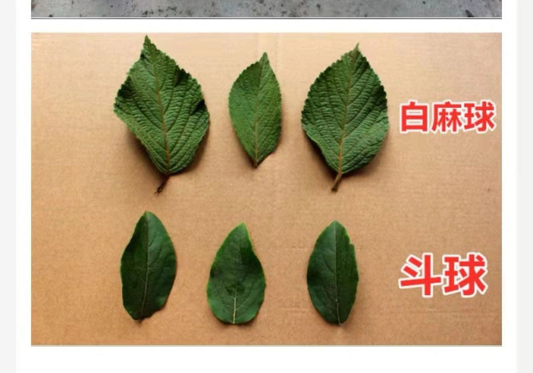 中华木绣球斗球和麻球叶子区别 中华木绣球斗球和麻球叶子区别