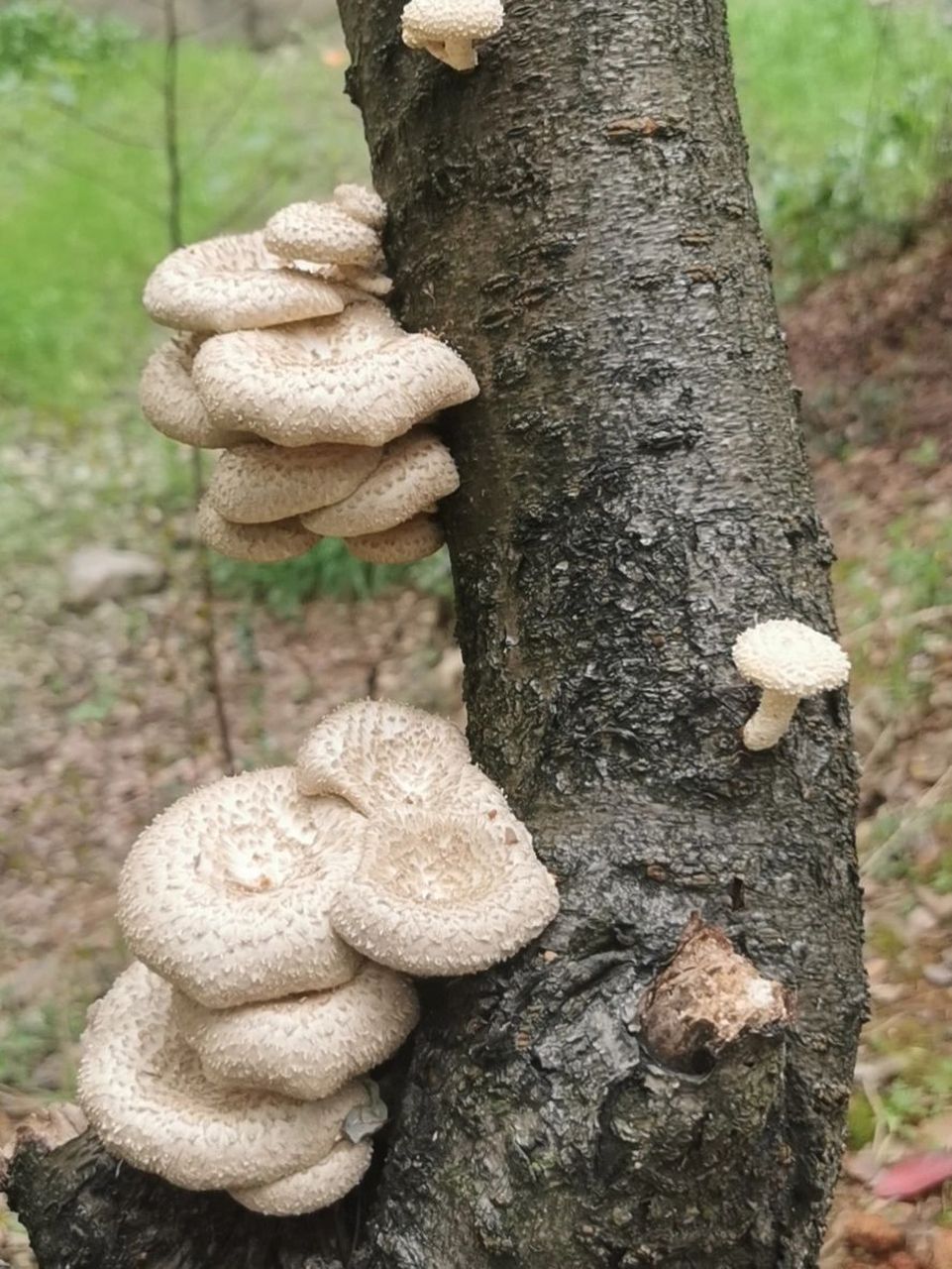 长在树上的蘑菇图片