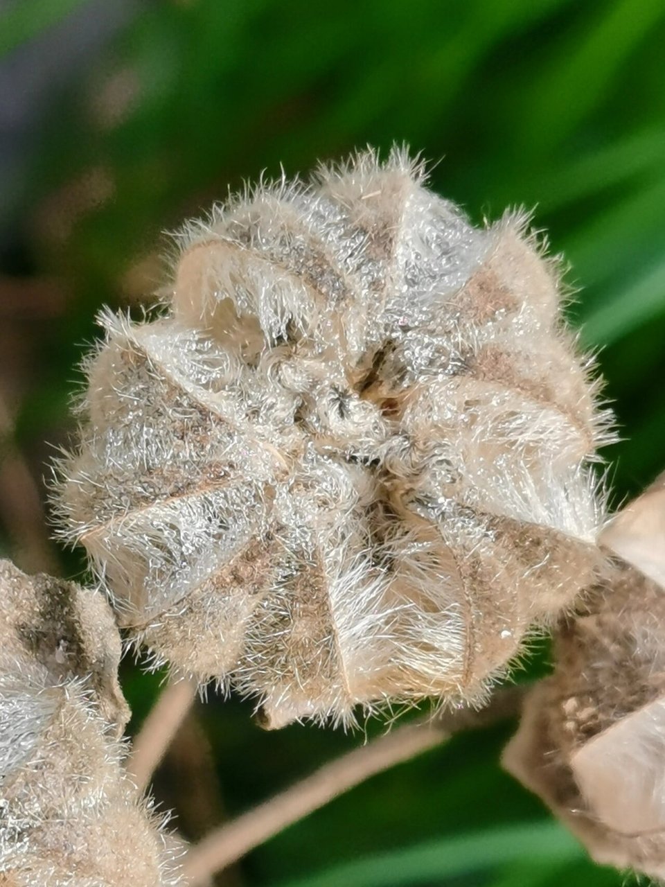 芙蓉果实外形图片图片