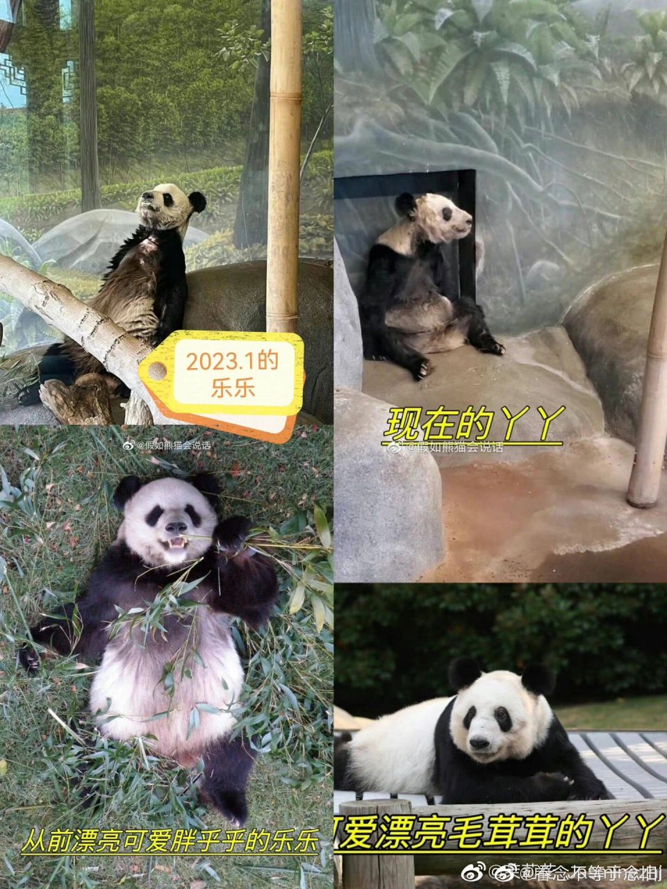 乌拉了,成熊了,猫丢了,直接返祖了 	 当初我们瞎了眼了,把丫丫乐乐借