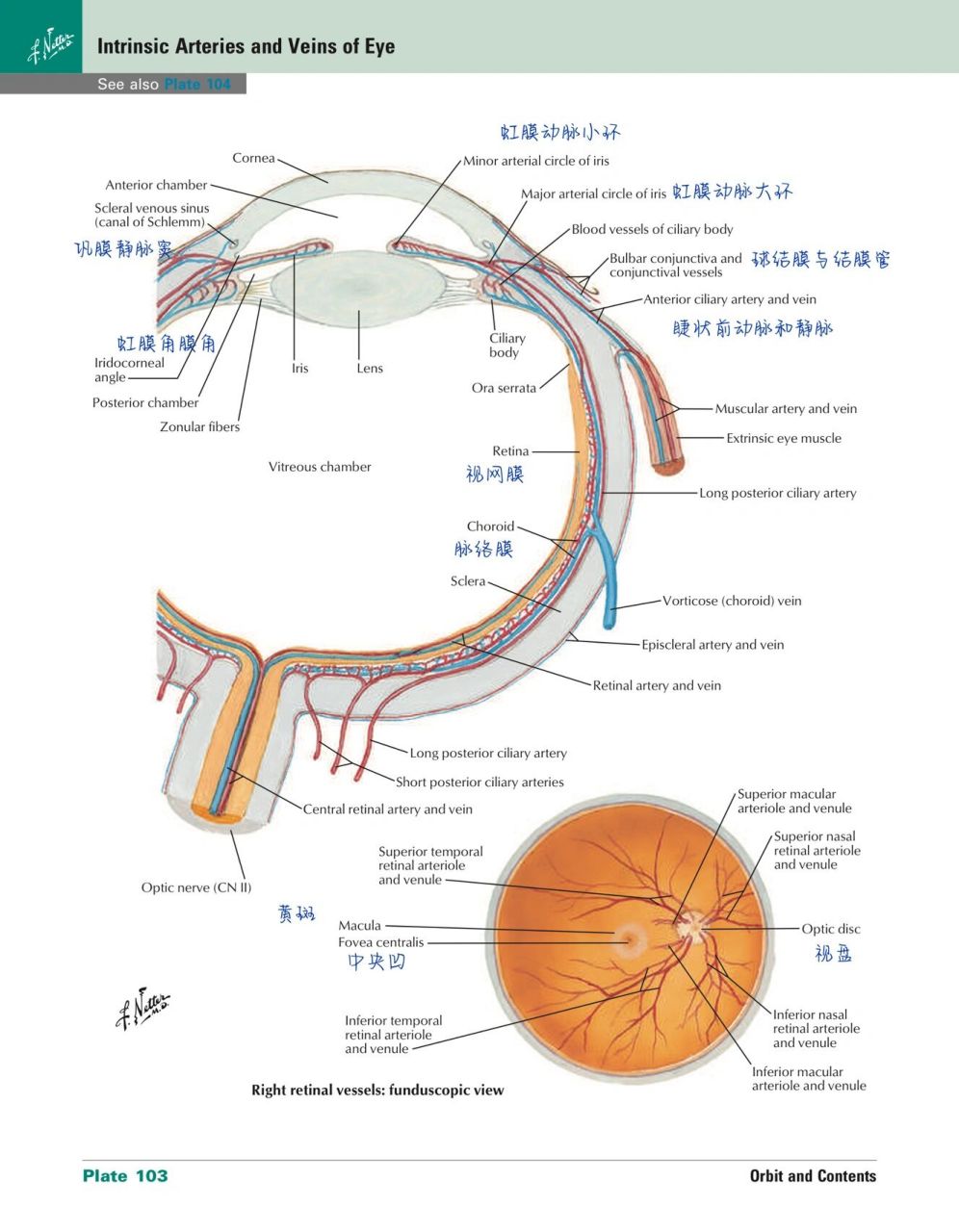 眼眶结构解剖图图片