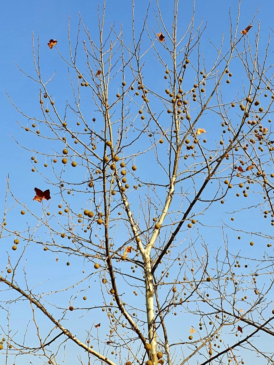 悬铃木 叶子掉光了,剩下满树的"小铃铛"#我眼中的秋天# #悬铃木# #树