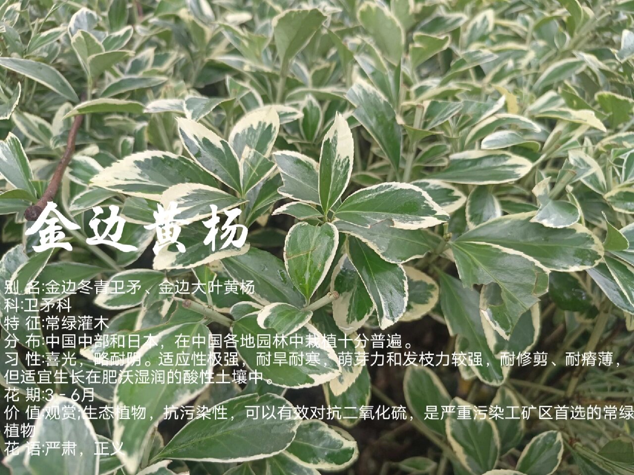 植物小科普～金边黄杨 别 名:金边冬青卫矛,金边大叶黄杨 科:卫矛科