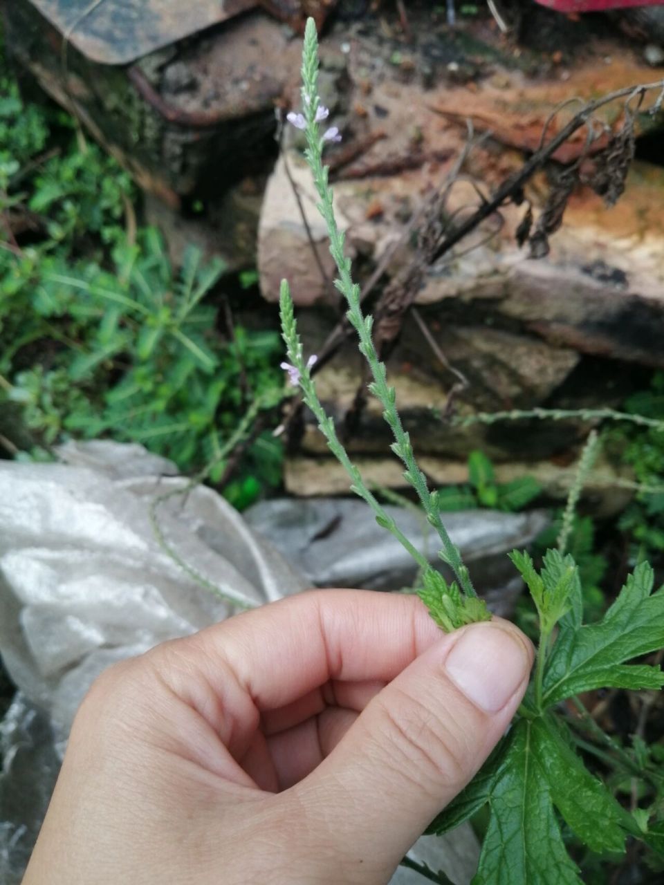 马鞭草活血化瘀 马鞭草有活血化瘀,治疗疟疾,解毒,还有利水消肿的功用