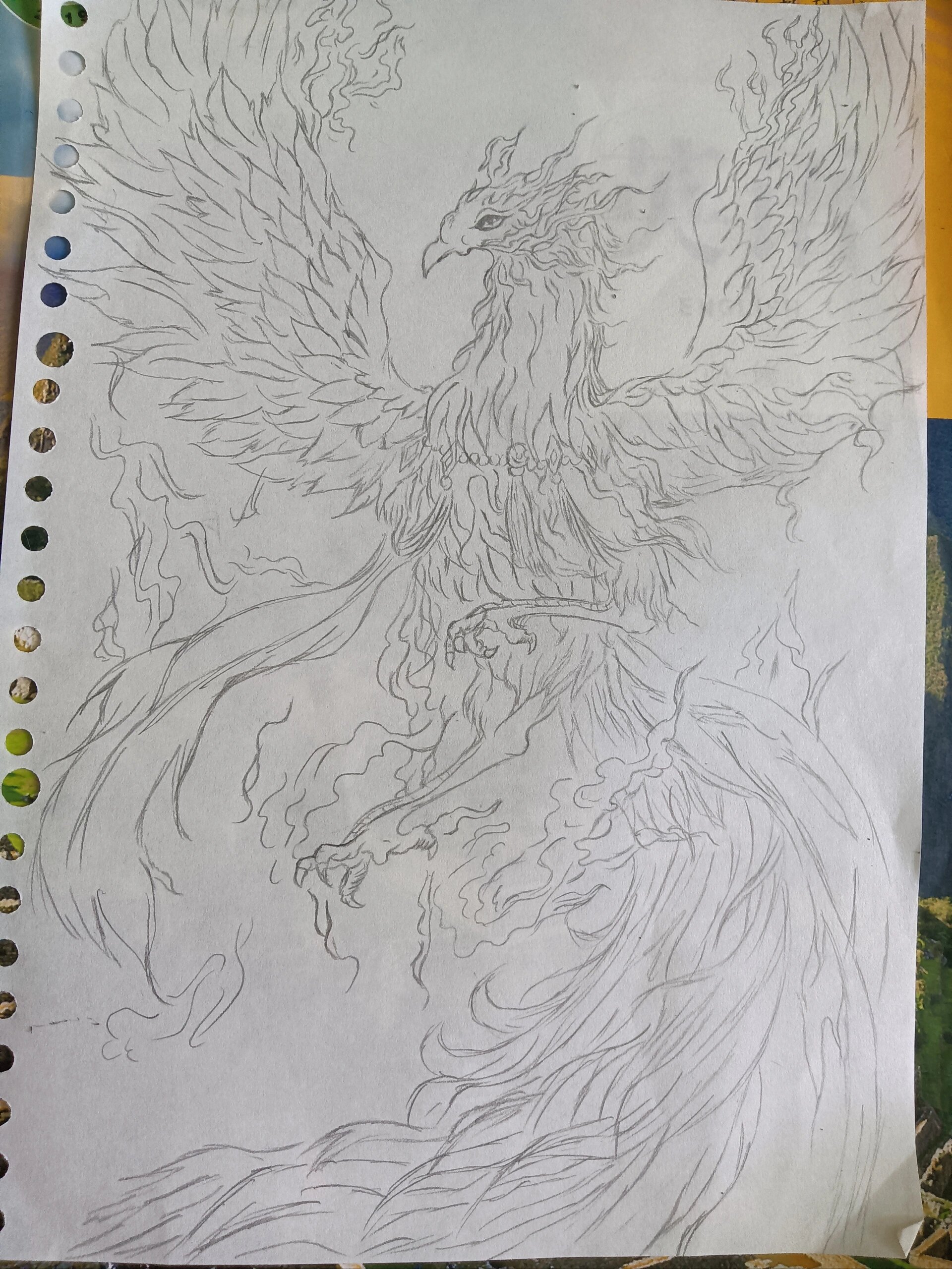 凤凰,牡丹绘画作品