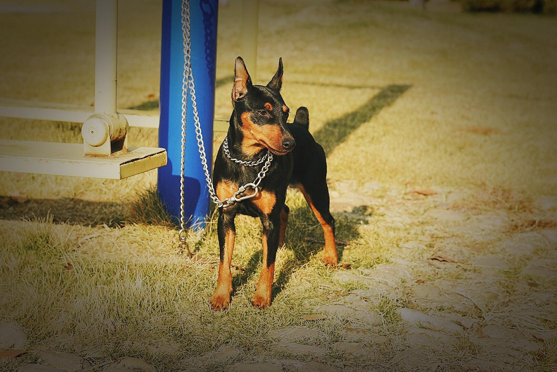 迷你杜宾vs杜宾 近两年大型犬烈性犬禁养条例在全国各个地区展开行动.