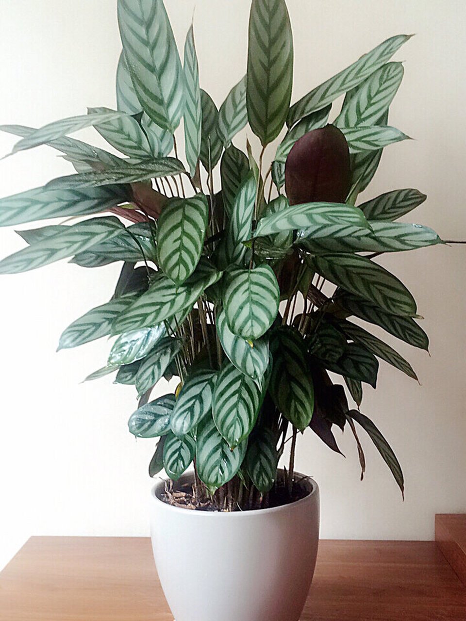 飞羽竹芋 逛花卉市场发现的新植物,名字和颜值都很美,叫飞羽竹芋,叶子