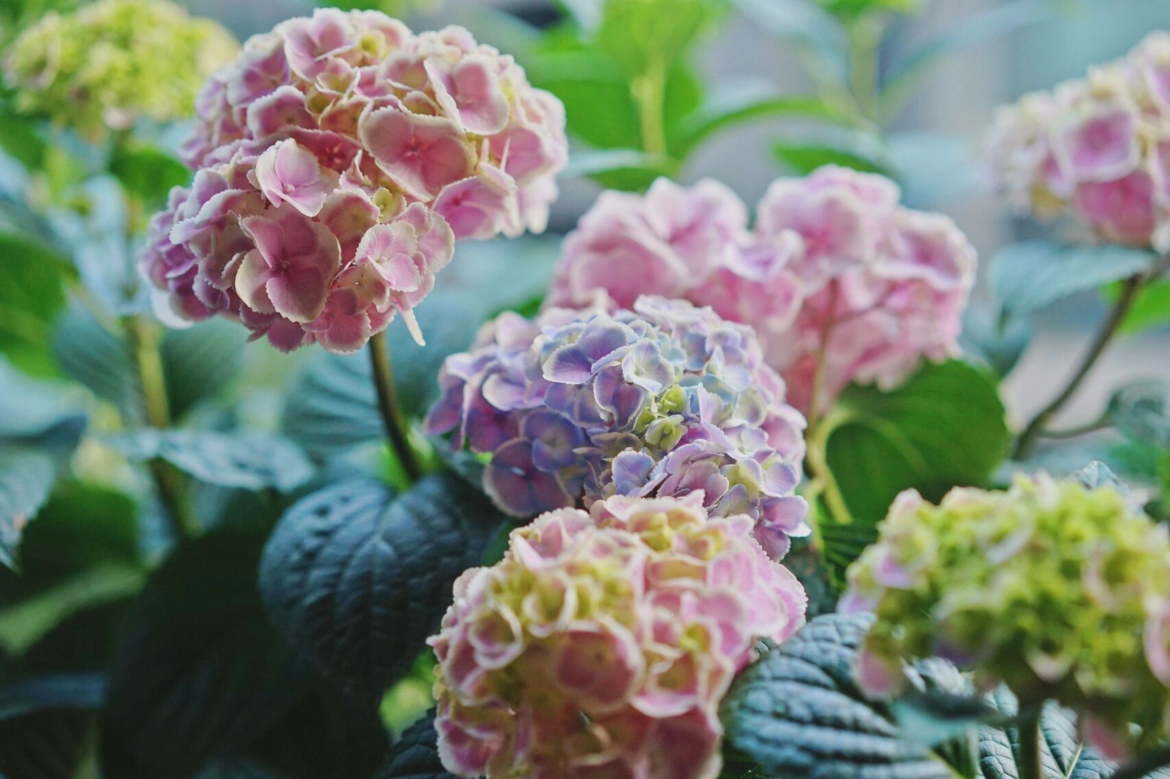 绝美的幻彩绣球花 今年的绣球调出了我最理想的色彩.