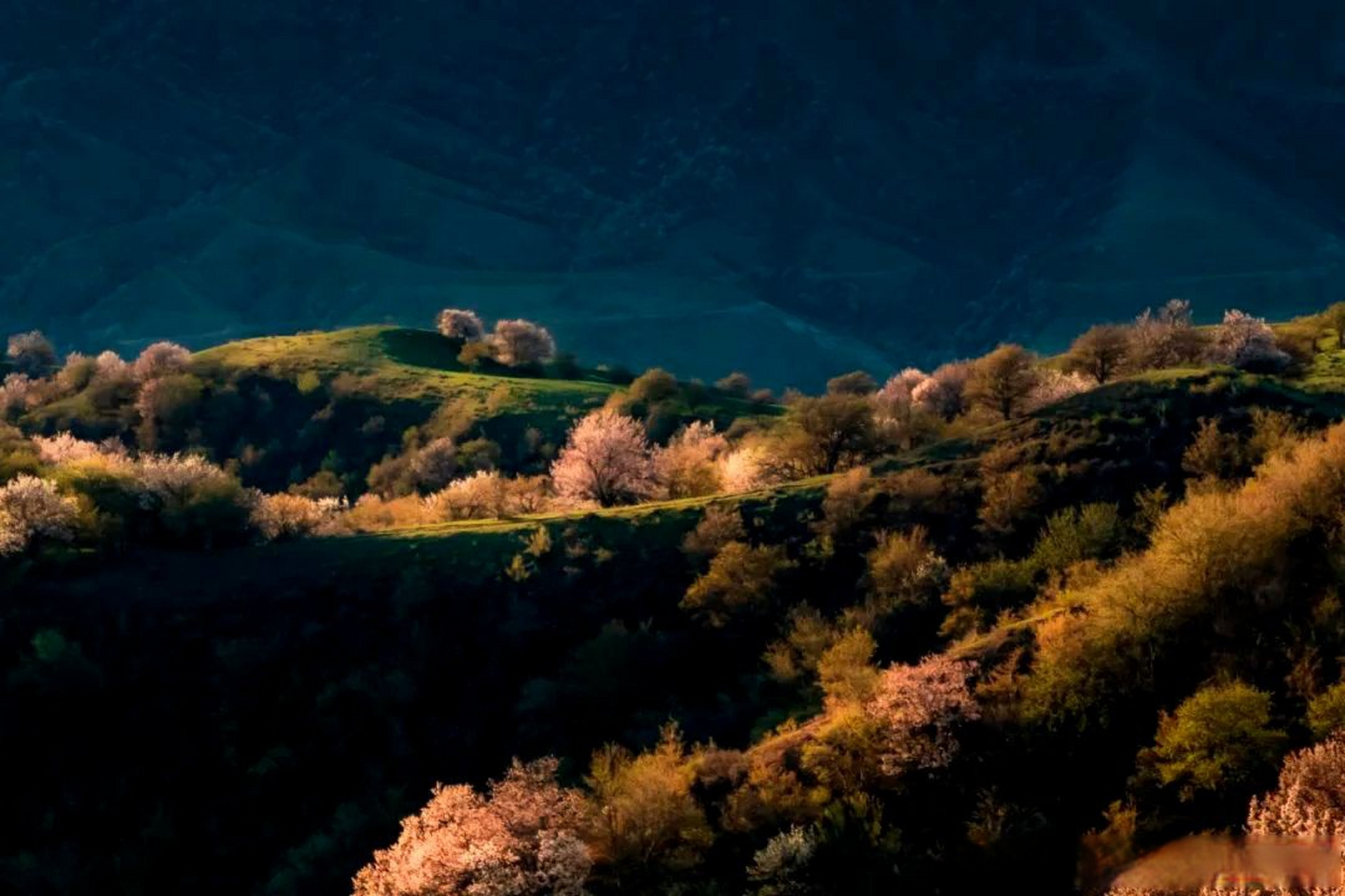 霍城大西沟福寿山的杏花 02@文旅中国02