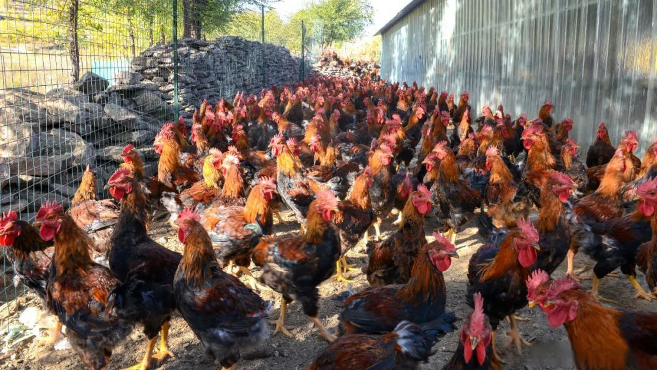 【大夫营子乡曹家沟村:发展集体经济 赋能乡村振兴】发展壮大村级集体