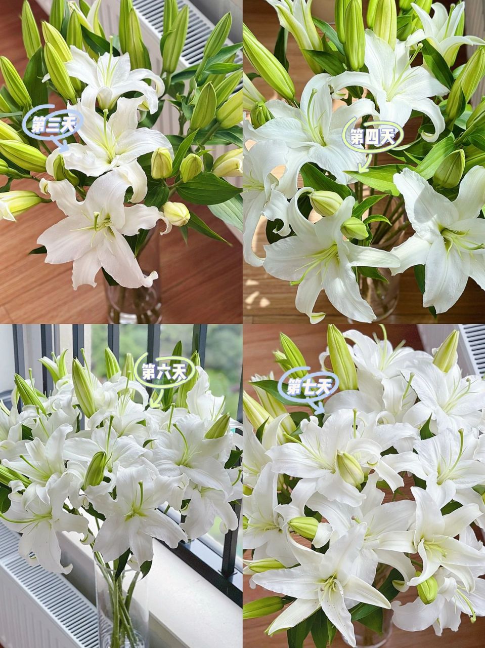 西伯利亚香水百合98 这百合真的是毫无缺点 花型仙气,香味清新 清水