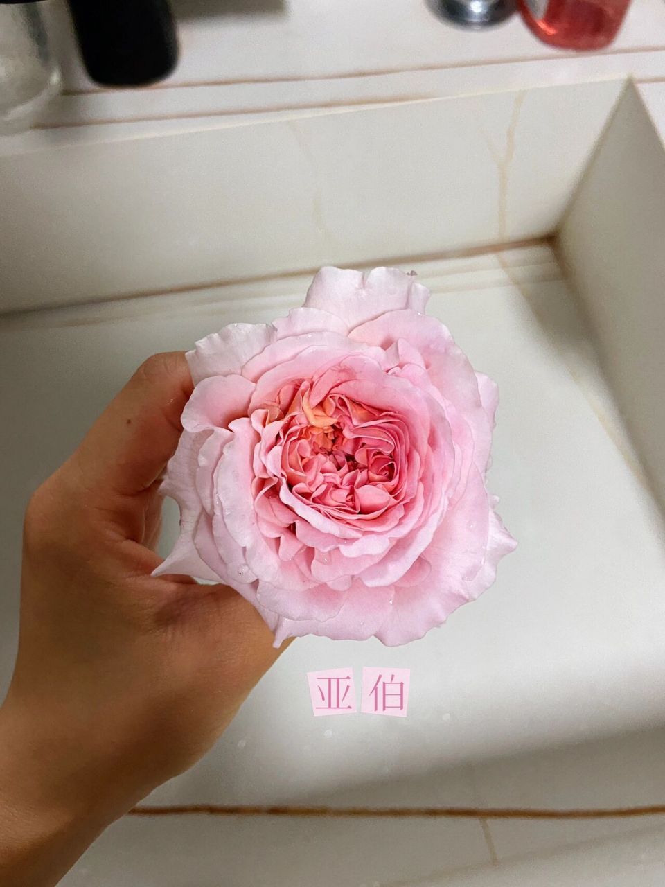 阳台月季 朱丽叶 亚伯 真宙大对比      阳台月季之朱丽叶,亚伯,真宙