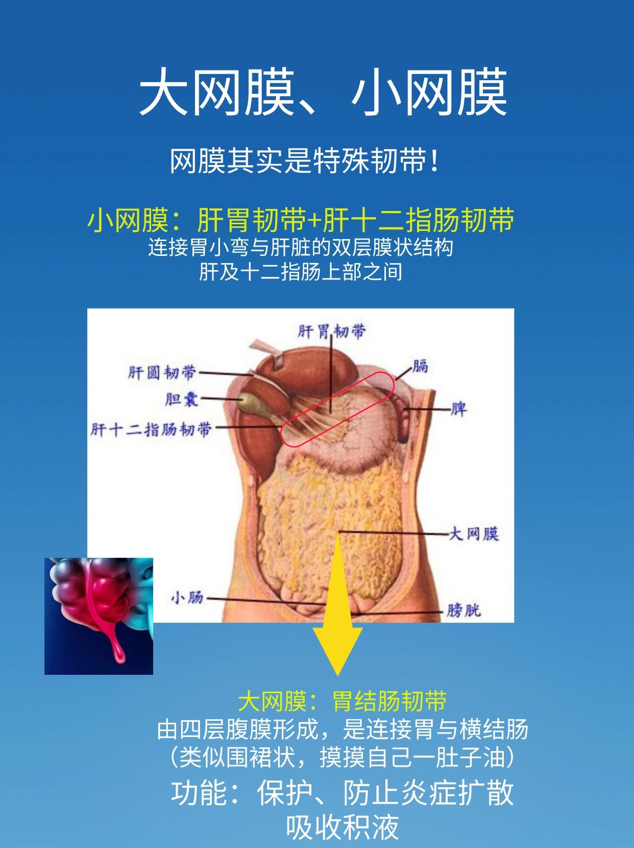 壁腹膜和脏腹膜图解图片