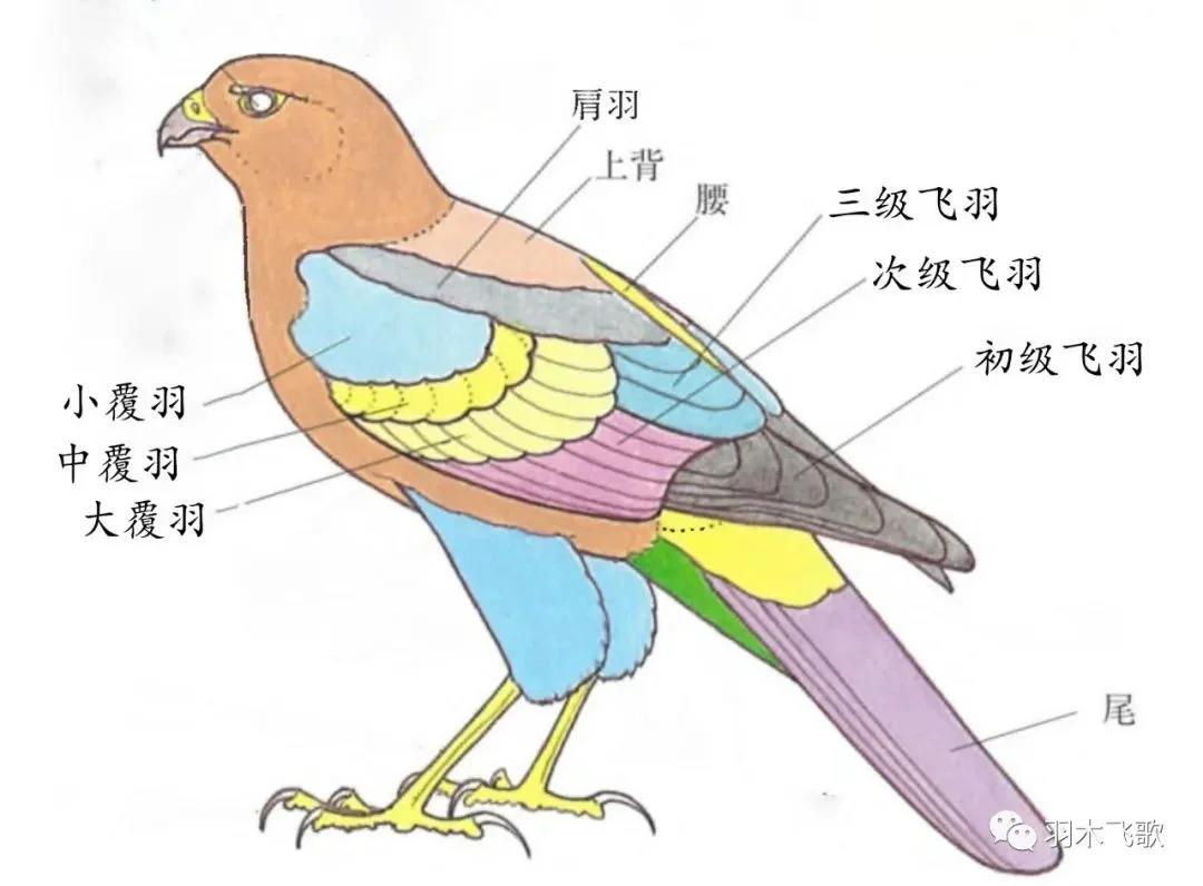 收集方便理解鸟类翅膀结构图上