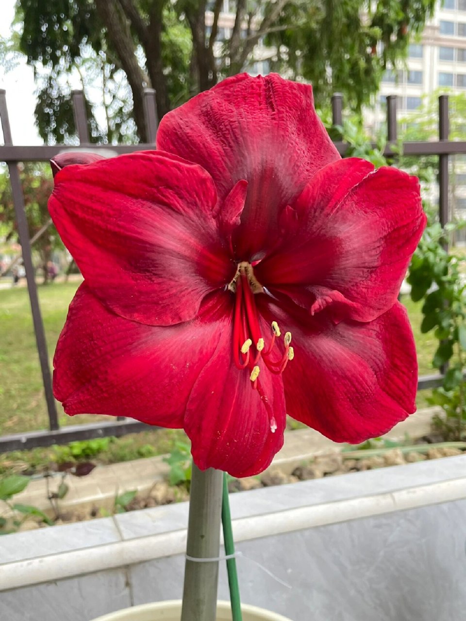 朱顶红-大天后 花朵红得发黑,有丝绒质感,可惜手机拍不出来花也超级大