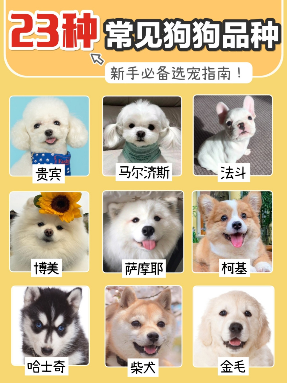 小型犬种类大全图片