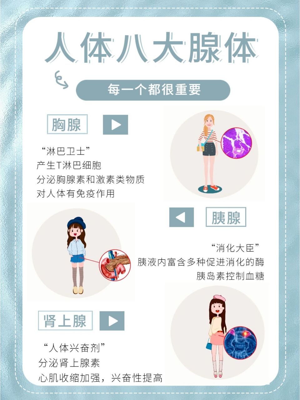 科普人体八大腺体,健康明明这么简单9215 8215尼尔医康美61