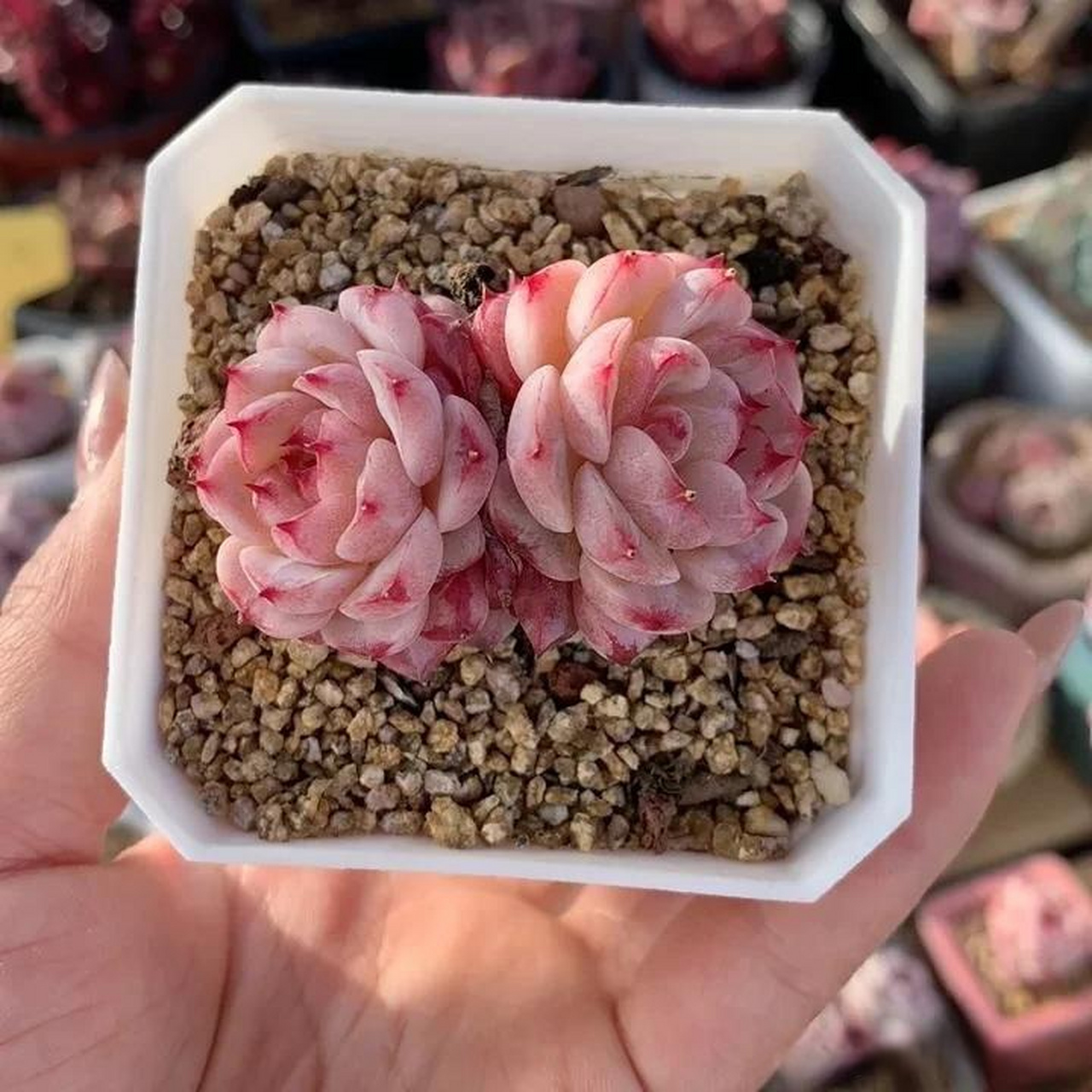 每天分享一种多肉 天鹅绒九宫格 出状态颜值蛮高的一款小型肉肉