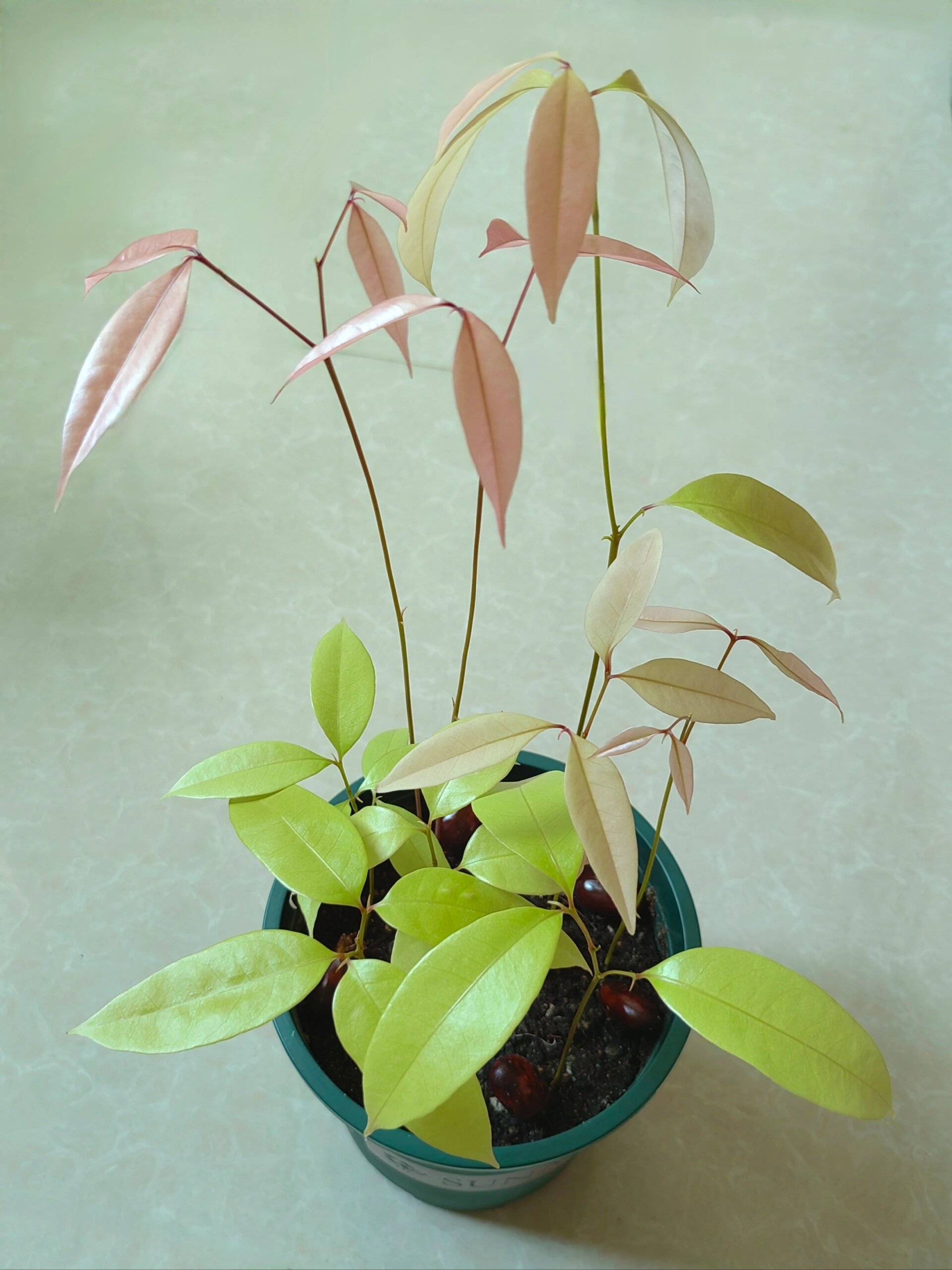 一图看懂荔枝叶子颜色变化