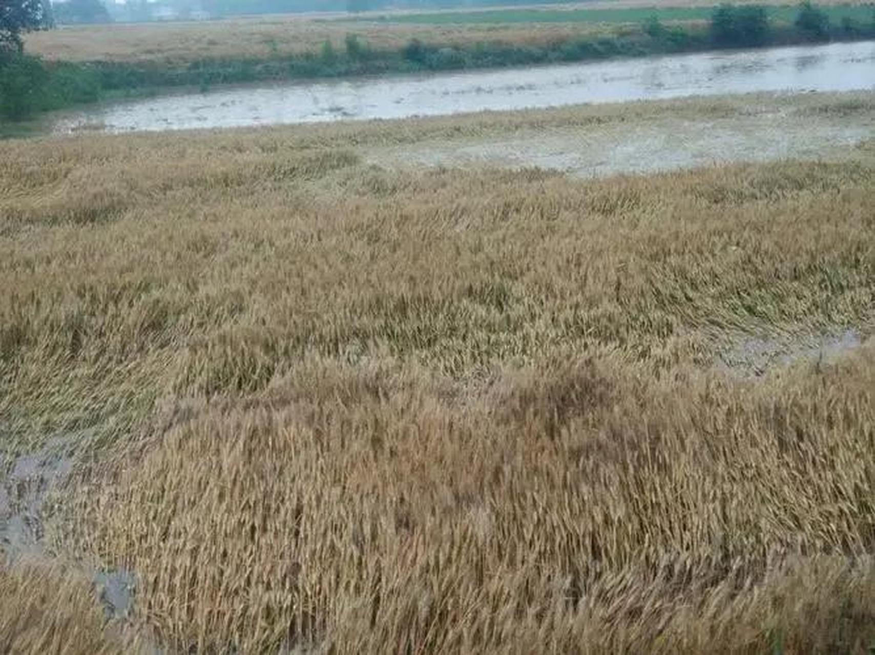 小麦因下雨发芽 农户600亩麦田损失惨重 5月28日,河南驻马店,姚先生称